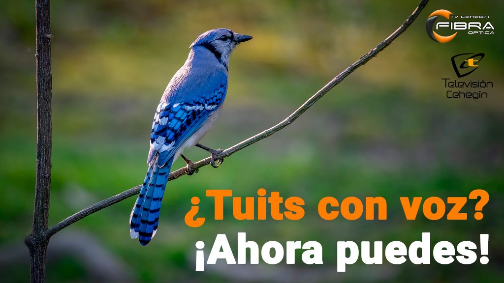 ¿Tuits con voz? ¡Ahora puedes!